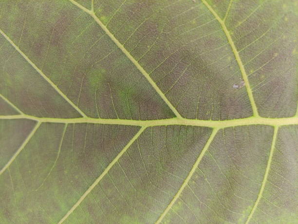 close up texture of fresh teak tree leaves, suitable for wallpaper - chlorofil zdjęcia i obrazy z banku zdjęć