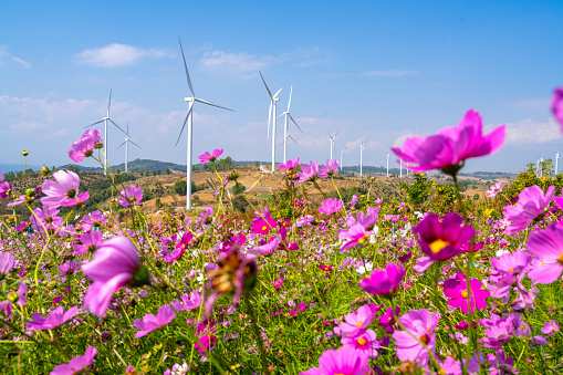 Group of wind turbines producing electricity in flowers
