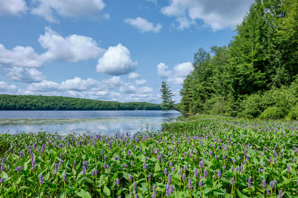 istock Purple flowers on Bottle Lake 1958575267