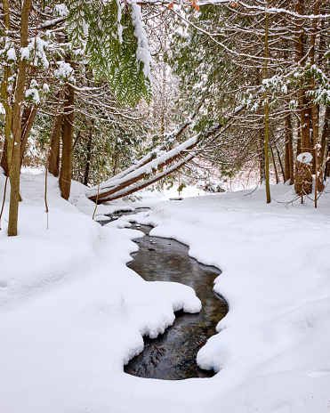 Fresh snow covers the trees and a small creek as it freezes over in Emily Provincial Park.