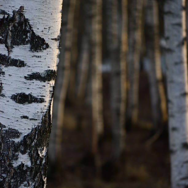 istock Birch Tree Grove Trunks Bark Closeup Background, Large Detailed Vertical Birches March Landscape Scene, Rural Early Spring Season, Wild Forest Trees Trunk Group Vivid Detail, Village Country Countryside Woods, Gentle Bokeh 1958596290