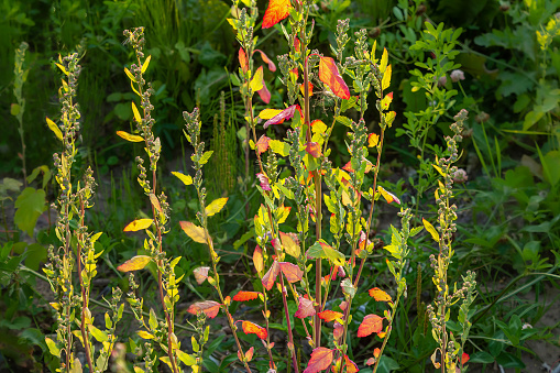 Orach. Beautiful Weed with crimson leaves. Atriplex hortensis