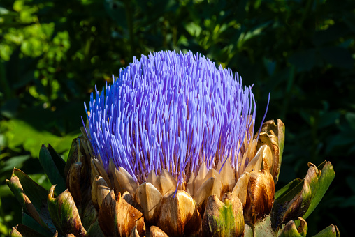 The Artichoke (Cynara cardunculus), a member of the thistle family, displays a unique and intricate blossom. This edible thistle, known for its culinary use, produces a vibrant purple flower head. The artichoke flower, if left unharvested, opens into a stunning display of tubular florets. This artichoke was photographed in Edgewood near Puyallup, Washington State, USA.