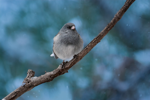 The Dark-Eyed Junco (Junco hyemalis) is the best-known of the juncos, a variety of small grayish sparrow with a dark shoulder and head.  This bird is common across much of temperate North America and in summer ranges far into the Arctic.  This Dark-Eyed Junco was photographed during a snowstorm near Walnut Canyon Lakes in Flagstaff, Arizona, USA.