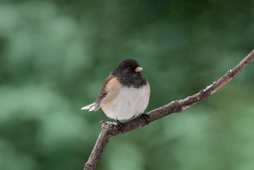 The Dark-Eyed Junco (Junco hyemalis) is the best-known of the juncos, a variety of small grayish sparrow with a dark shoulder and head.  This bird is common across much of temperate North America and in summer ranges far into the Arctic.  This Dark-Eyed Junco was photographed near Walnut Canyon Lakes in Flagstaff, Arizona, USA.