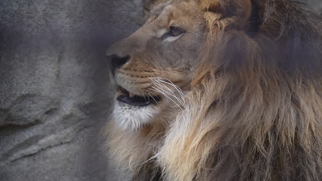 lion grooming