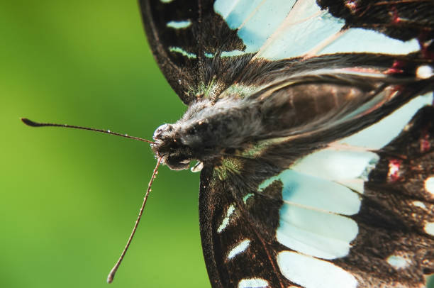 Portrait of a Butterfly Graphium Doson in a close-up photo seen from above with green background