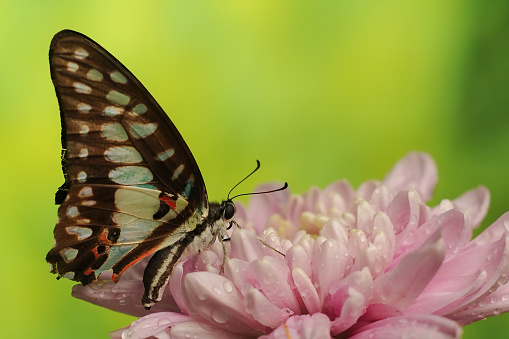 Butterfly Graphium Doson are perched on pink chrysanthemum petal with a blurred background