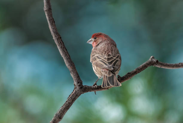 istock Male House Finch 1958659990