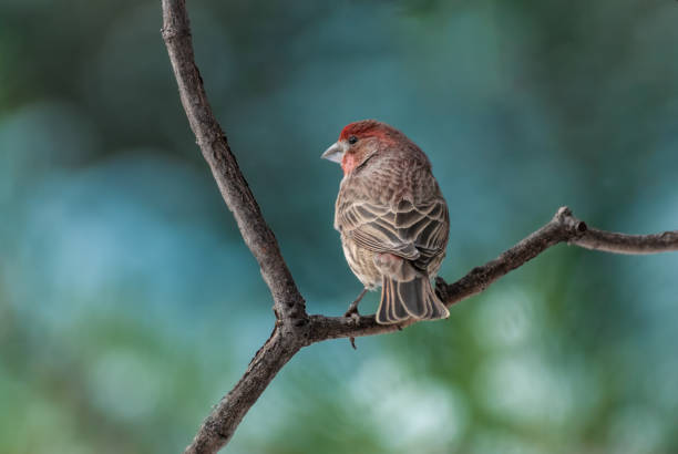 Male House Finch stock photo