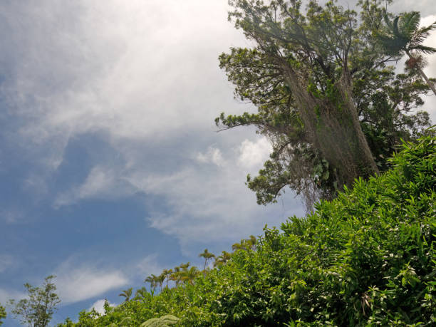 Looking up to the blue sky in Hawaiian green jungle with big old banyan tree with Aerial roots in background, Akaka Falls State Park, Big Island of Hawaii