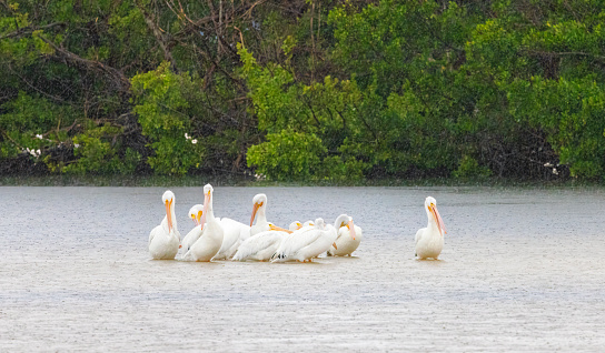 American White Pelicans on Rainy Day