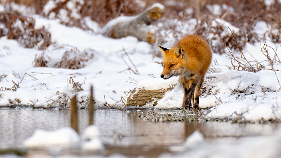 Red fox along the riverbank in the snow and ice