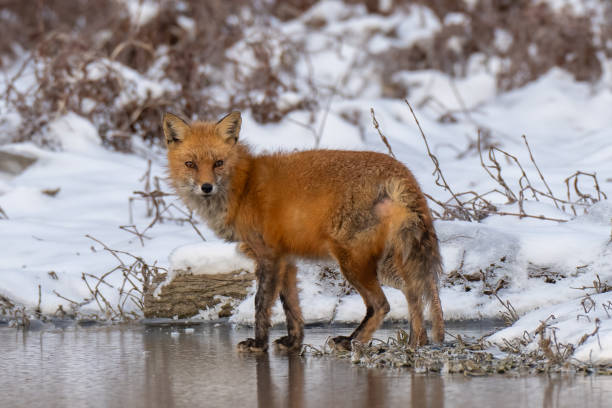 istock Fox in snow and ice on a riverbank 1958672529