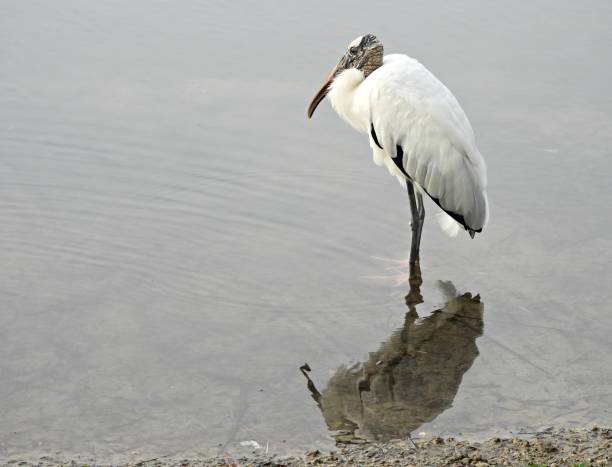 Wood Stork (Mycteria americana) - resting in  a lake