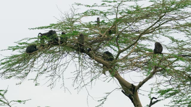 A small herd of Tanzanian Baboons climbing a tree to rest and play.