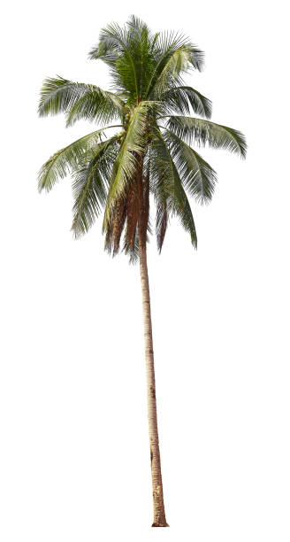 Tropical Coconut palm tree isolated on white background with clipping path.