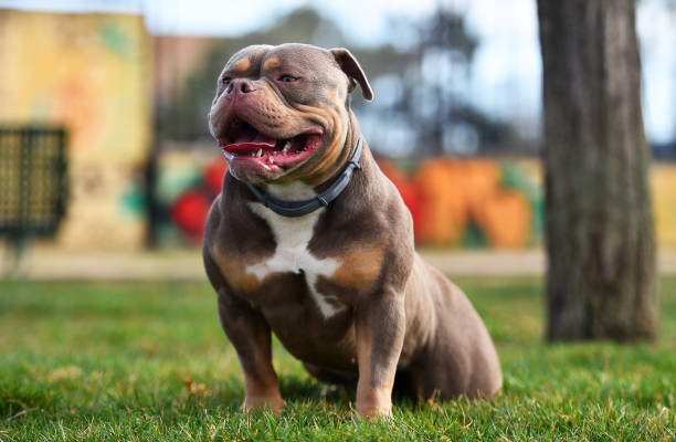A strong american bully dog A strong american bully dog in the park spanish bulldog stock pictures, royalty-free photos & images
