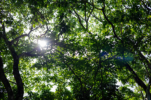 The trees and branches had light passing through.