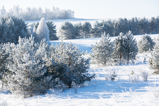 Young trees in frost on a winter field landscape
