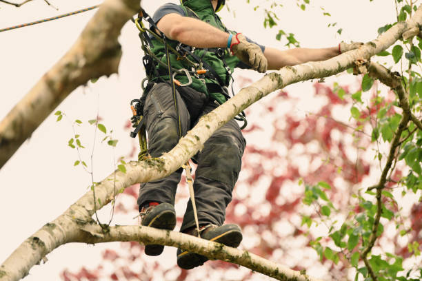 Man climber on a tree to trim branches The worker on giant tree arborist stock pictures, royalty-free photos & images