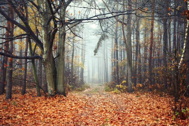 Free Stock Photo of Path covered in autumn leaves in forest | Download ...