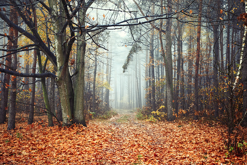 Autumn Forest, Fog