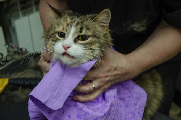 istock Combing a cat in a grooming salon, caring for an animal 1958746406