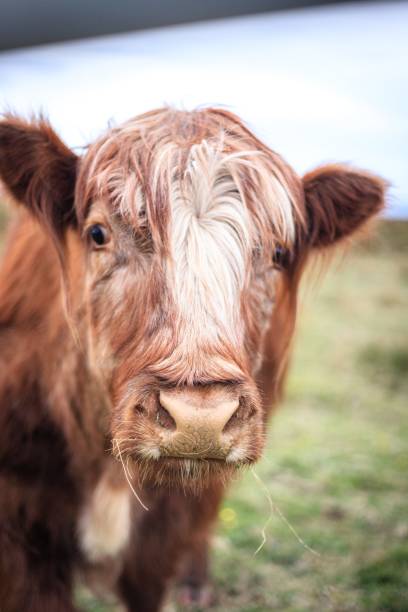 istock A Gentle Gaze: Highland Cow in Natural Habitat 1958747457