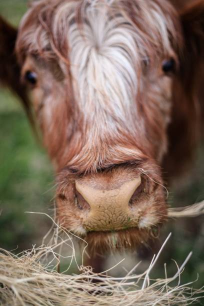istock A Gentle Gaze: Highland Cow in Natural Habitat 1958747460