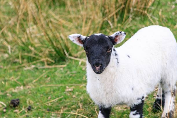 istock A Playful Lamb Frolicking in the Meadow 1958749123