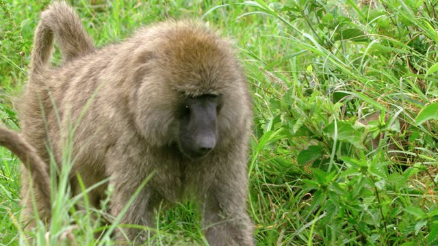 An Olive baboon using its hand to pick grass from the land and eat it.