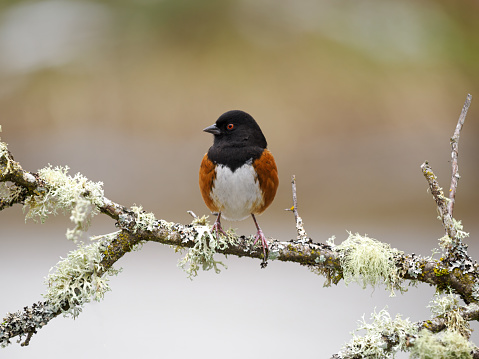 A spotted towhee (Pipilo maculatus) perched on a tree branch in the Willamette Valley of Oregon. Has a soft, defocused, bright background. Taken in January. Edited.
