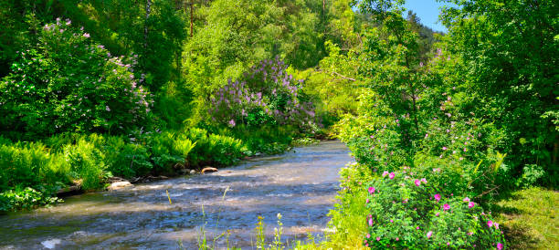 Fast mountain river in blossoming june forest with flowering lilac and briar, or dog rose bushes  on riversides - amazing summer panoramic landscape in bright sunny weather. Fairy tale of summer nature