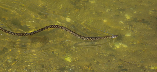 The dice snake (Natrix tessellata),  a water snake swimming in the water of the estuary