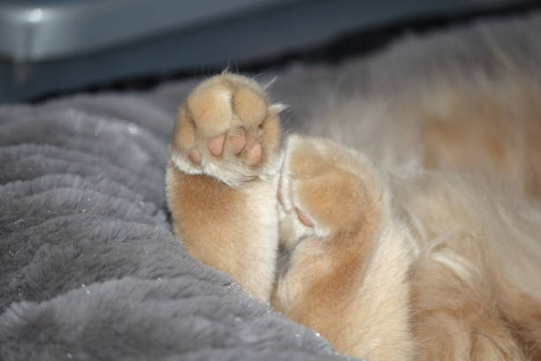 Cute paws of a sleeping cat