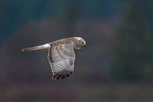 Red-tailed hawk (Buteo jamaicensis) in flight