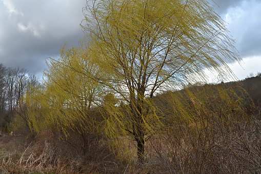 Worm's-eye view of a fresh green weeping willow with spring's clear blue sky in the background