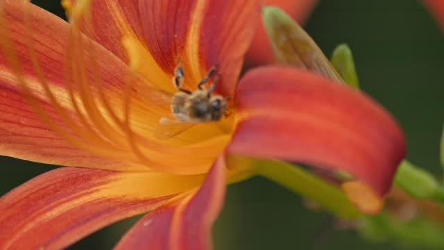 A close-up shot of a honey bee pollinating a orange flower. The flower is in full bloom. The background is a blurred. Slow motion macro shot.