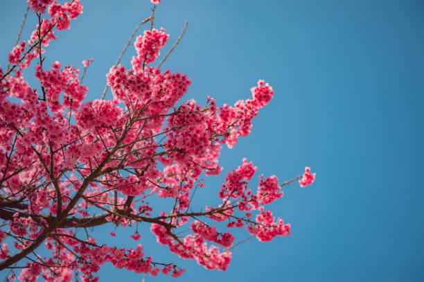istock sakura flower and landscape 1958844157