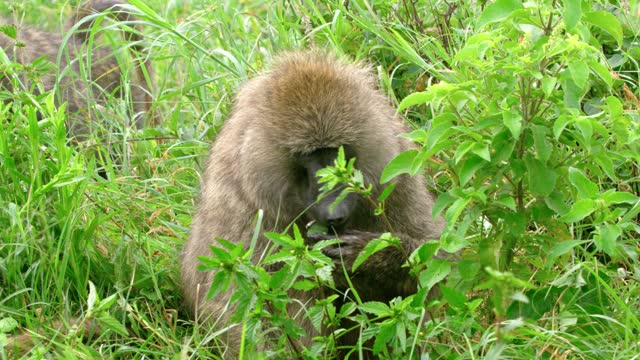 A large Baboon monkey eating green grass in the wilderness.