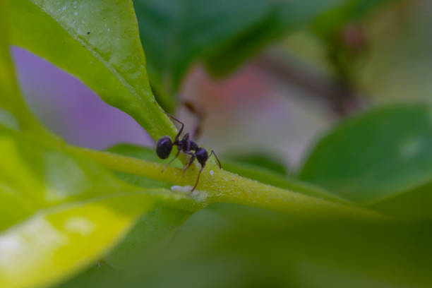 Ant's Life. Animal Closeup. Macro shot of a black ant wandering on a green plant. Black Ants photographed using a macro lens. Bandung, Indonesia
