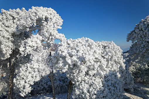 High angle view of pine tree branch covered with hoarfrost after ice fog and snow in morning winter forest with blue sky background. Real winter and Christmas holidays background, drone view landscape
