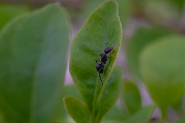 istock Black ant wandering on a green plant 1958911764