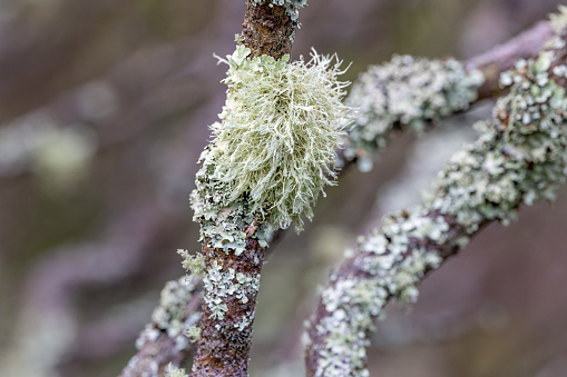 Stock photo of lichen in the winter in Northern California at Milagra Ridge in Pacifica, California.