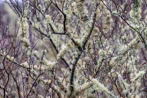Stock photo of lichen in the winter in Northern California at Milagra Ridge in Pacifica, California.