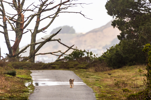 A solo coyote in Northern California walks alone along a deserted roadway in Milagra Ridge in Pacifica, California.