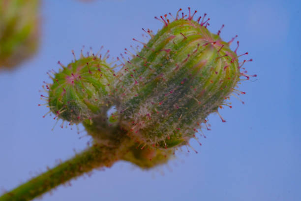 istock Macro shot of dandelion flower buds 1958926081