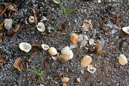 Shells on the ground with gravel pebbles and grass