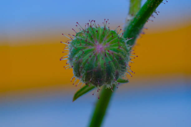 Plants and Flowers Photography. Plant Closeup. Macro shot of dandelion flower buds. Green flower buds photographed using a macro lens. Bandung, Indonesia